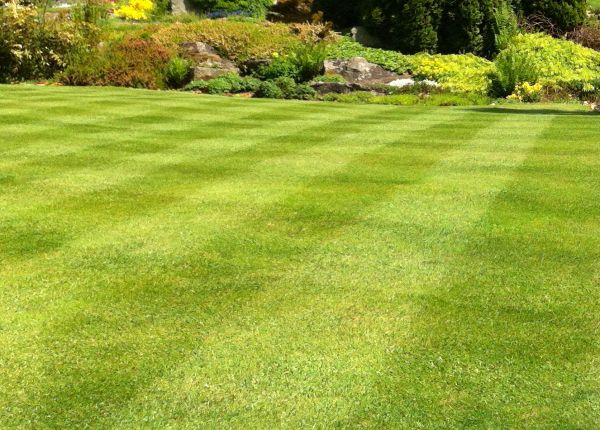 Cost of Commercial Grass Cutting in Reston