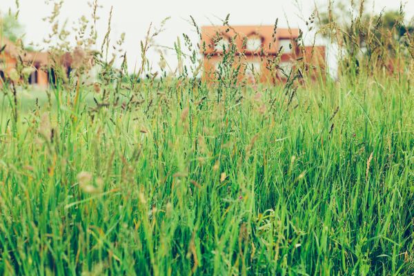 Cost of Tall Grass Cutting in Reston