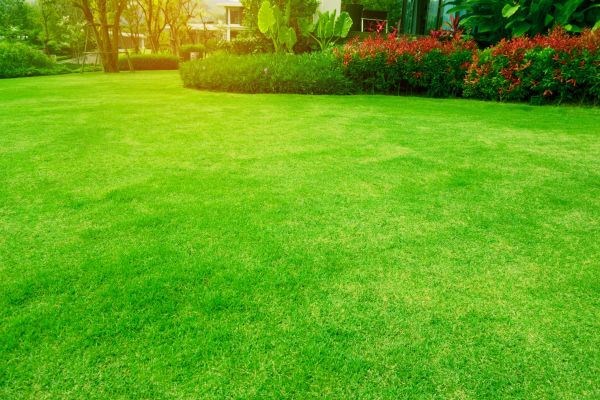Cost of Grass Maintenance in Reston