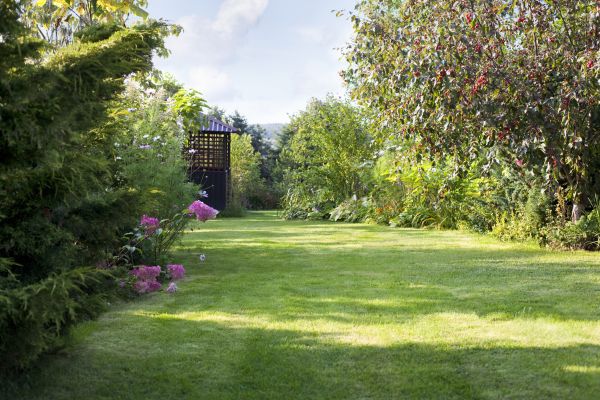 Cost of Yard Upkeep Service in Reston