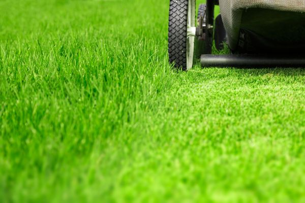 Cost of Weekly Lawn Care in Reston