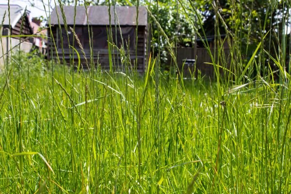 Cost of Overgrown Lawn Trimming in Reston