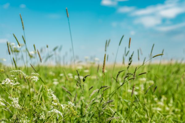 Cost of High Grass Trimming in Reston
