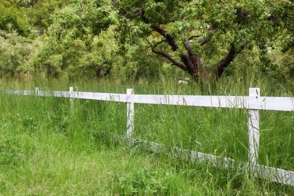 Cost of Fence Line Trimming in Reston